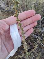 Plancia ëd Salsola oppositifolia Desf.