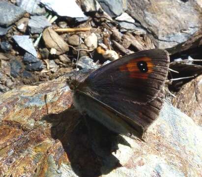 صورة Erebia cassioides Esper 1790