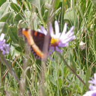 Image of Milbert's Tortoiseshell