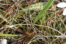 Image of bog white violet