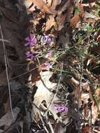 Image of trailing phlox