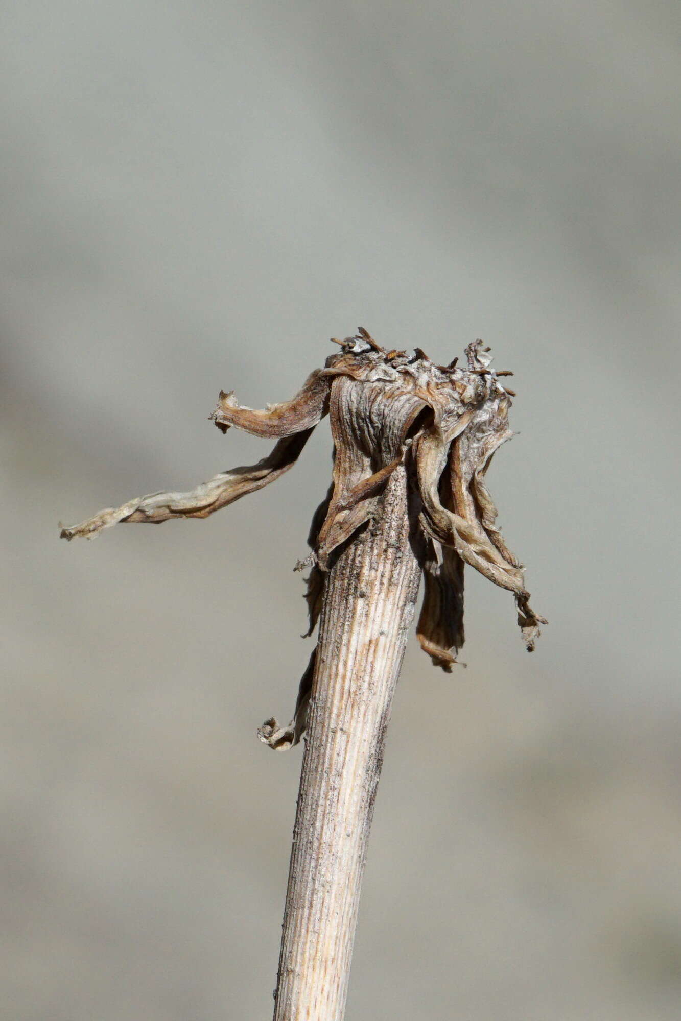 Image of Tragopogon pusillus M. Bieb.