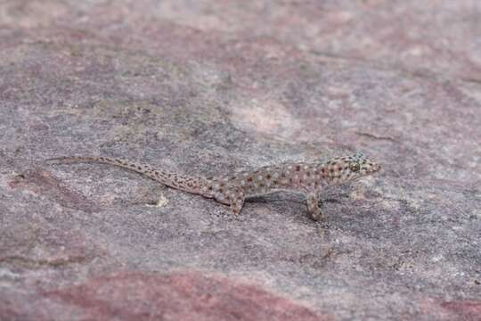 Image of Northern Spotted Rock Dtella