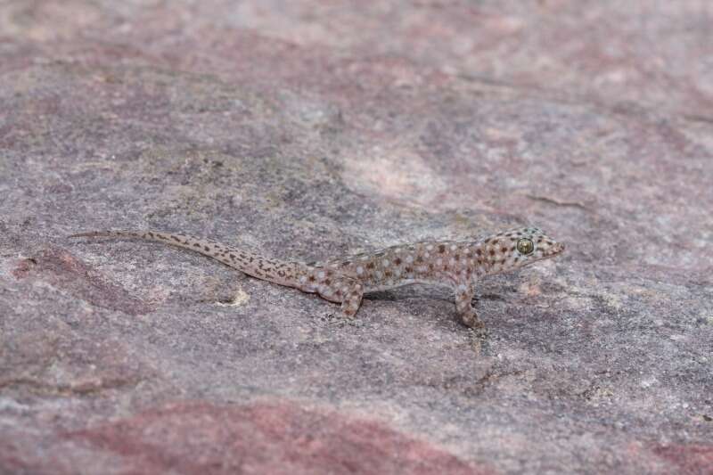 Image of Northern Spotted Rock Dtella