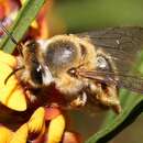 Trichocolletes venustus (Smith 1862) resmi