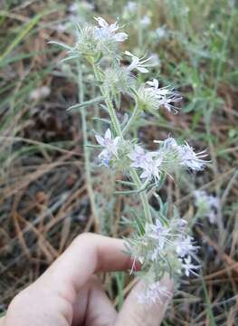 Image of manyflowered ipomopsis