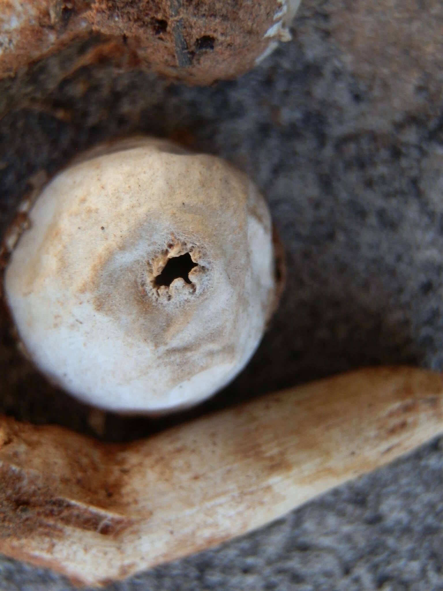 Image of Tulostoma pulchellum Sacc. 1890