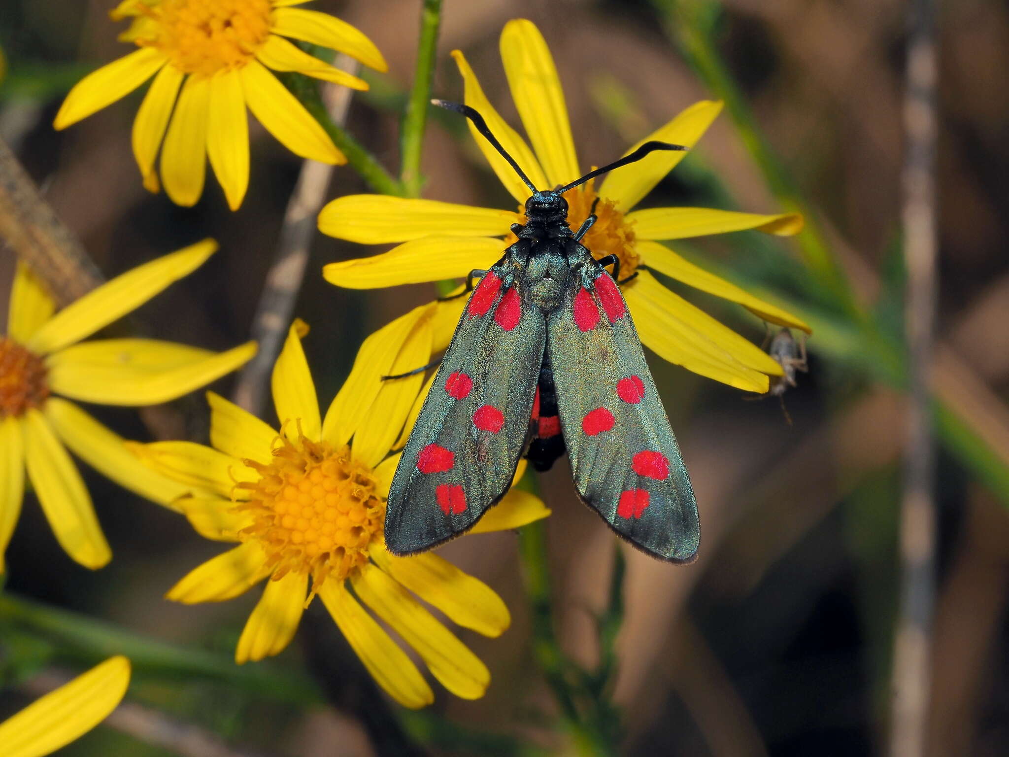 Plancia ëd Zygaena dorycnii Ochsenheimer 1808