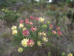 Image of Leucadendron orientale I. J. M. Williams