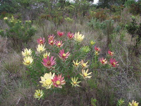 Image of Leucadendron orientale I. J. M. Williams