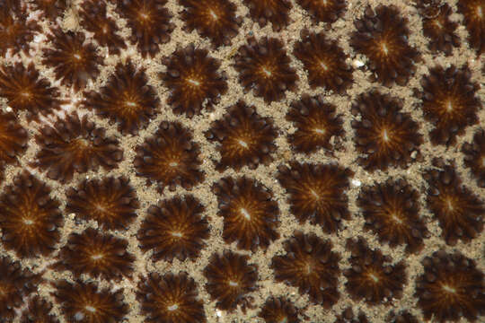 Image of False Pillow Coral