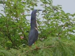 Image of Dwarf Bittern