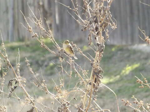 Image of American Goldfinch