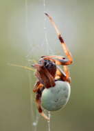 Image of Green Pea Spider