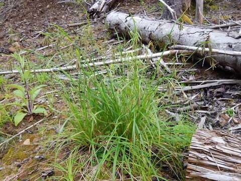 Imagem de Carex mertensii J. D. Prescott ex Bong.