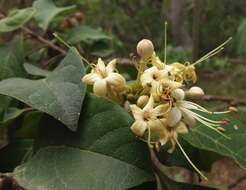 Image of Clerodendrum tomentosum (Vent.) R. Br.