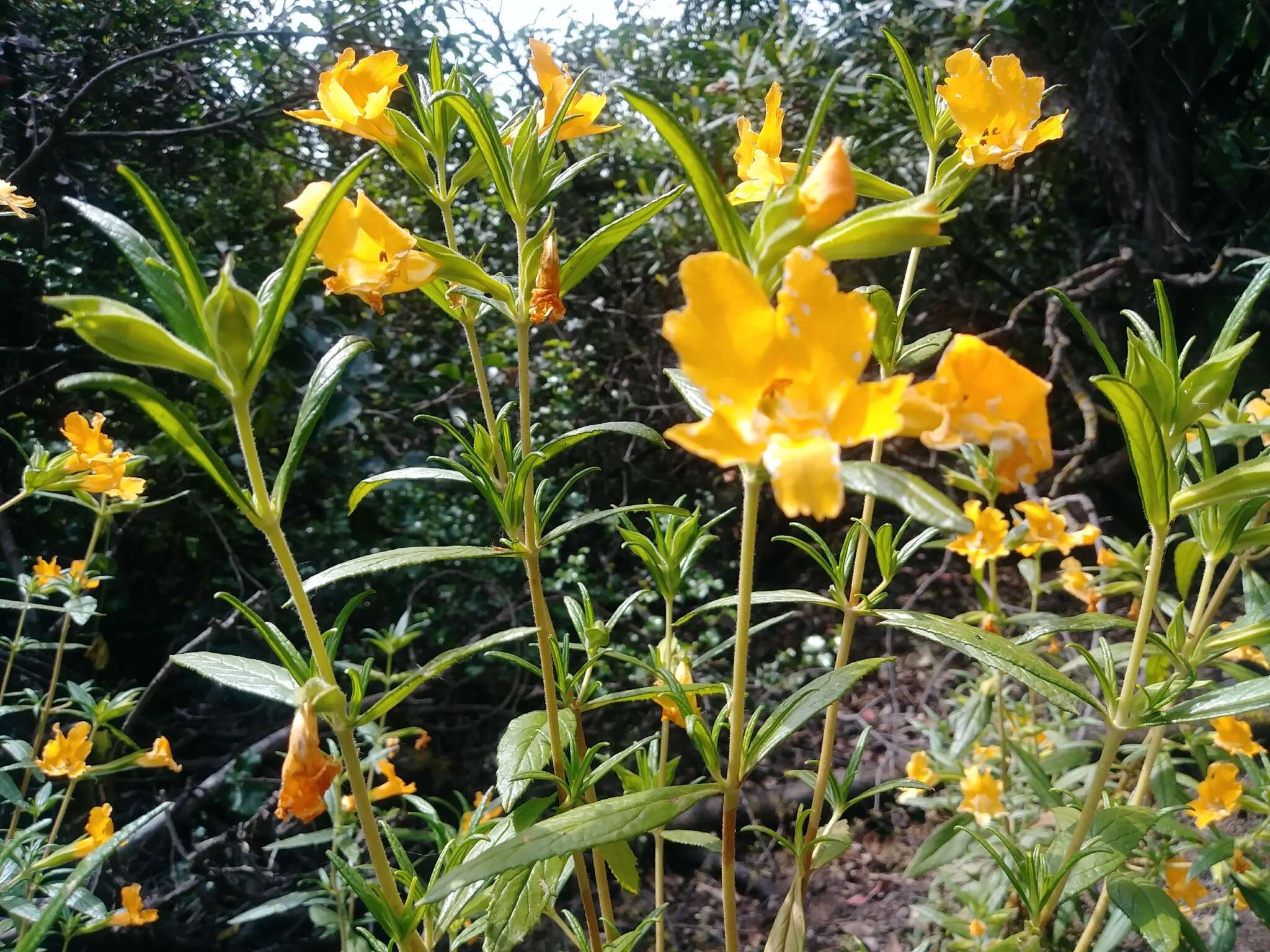 Image of southern bush monkeyflower