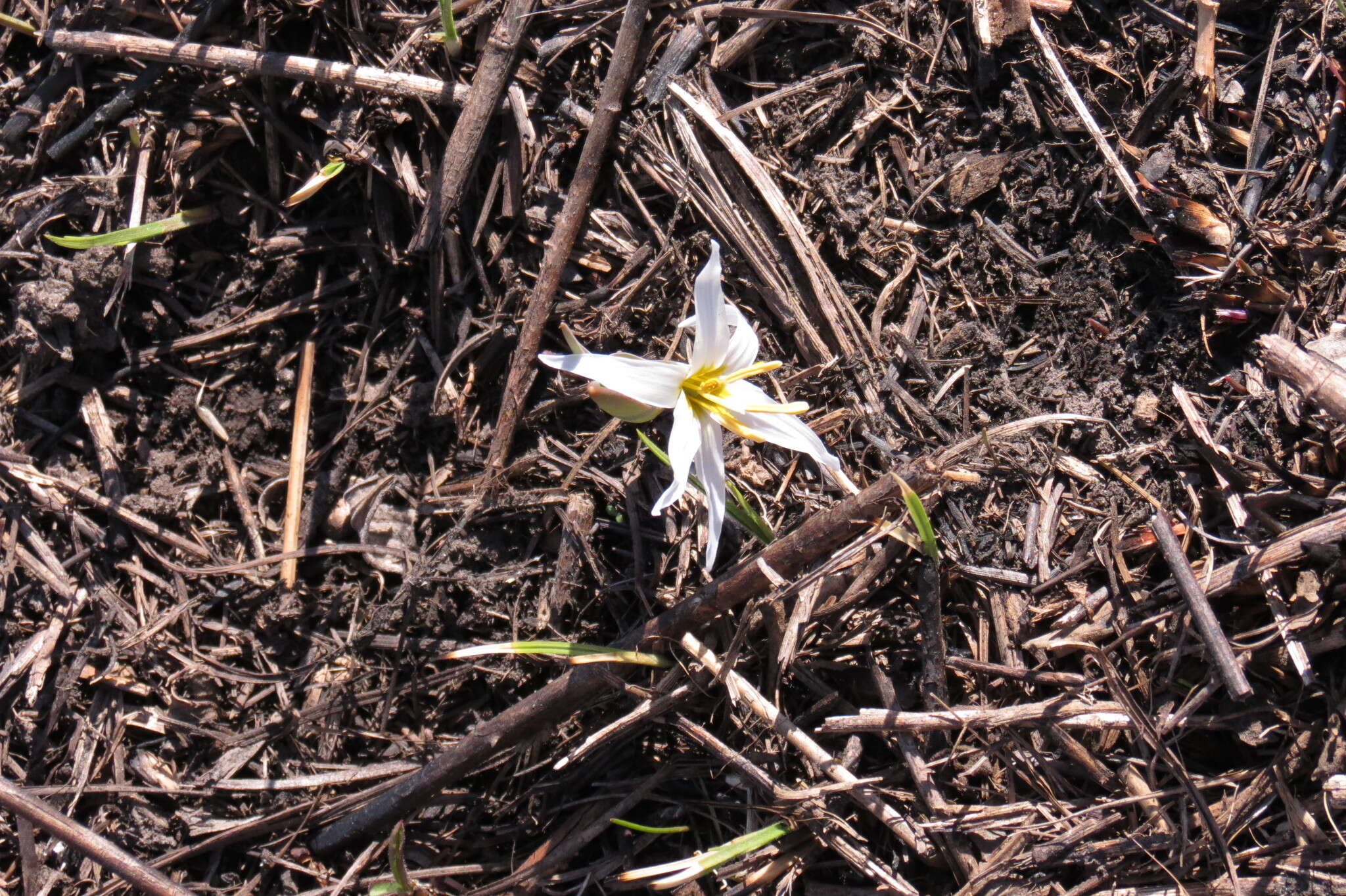 Image of midland fawnlily