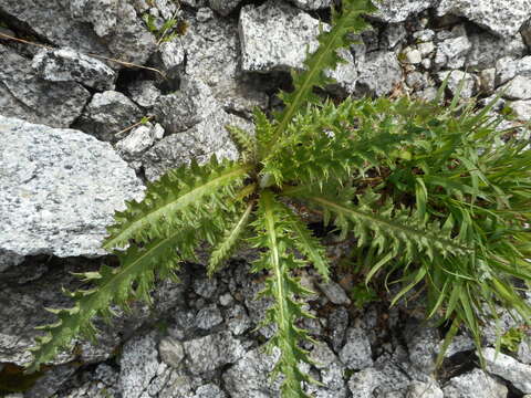 Image of Spiniest Thistle