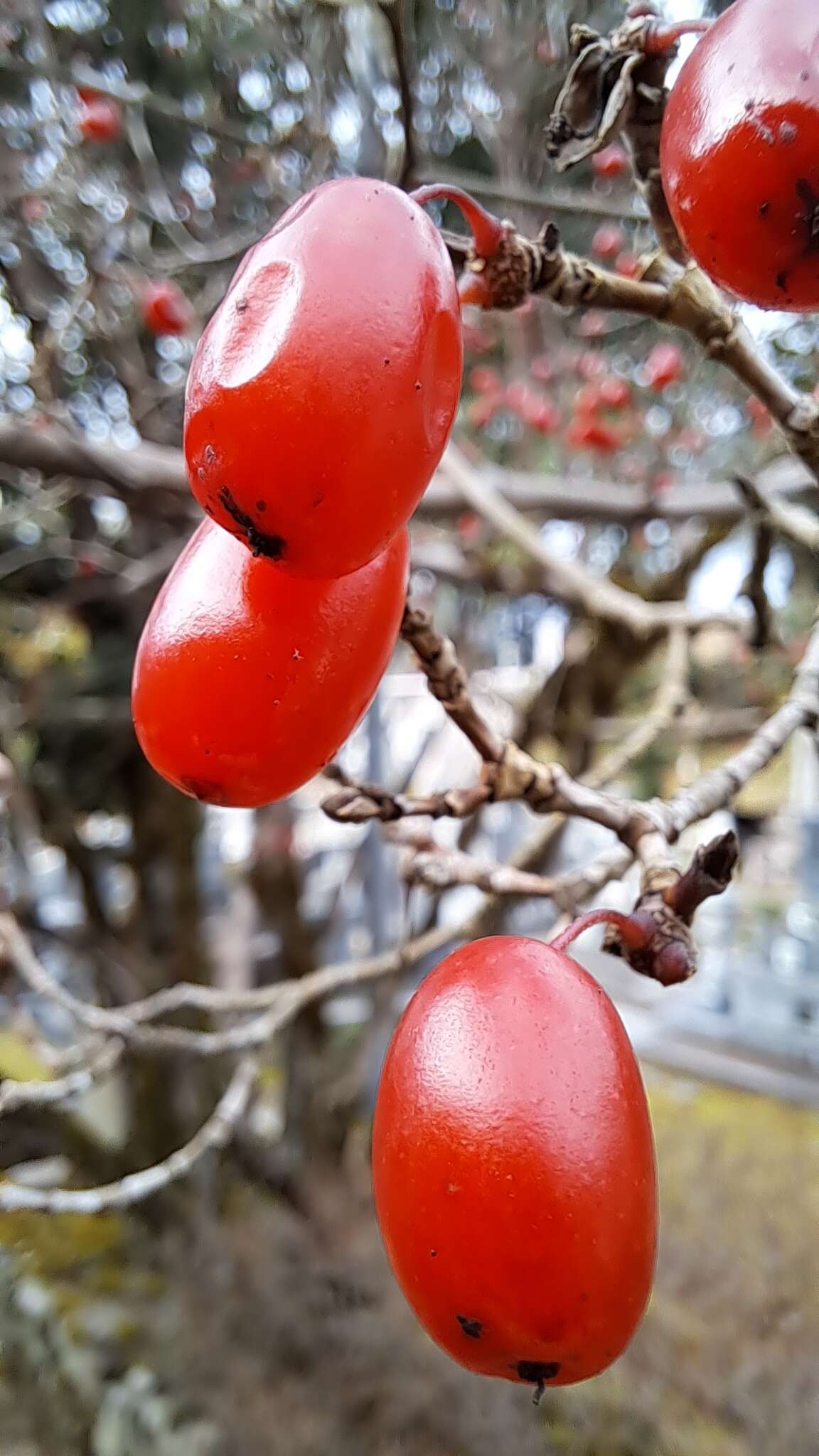 Plancia ëd Cornus officinalis Siebold & Zucc.