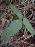 Imagem de Akebia trifoliata (Thunb.) Koidz.