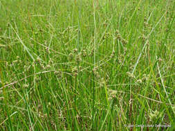 Image of Bent-Awn Flat Sedge