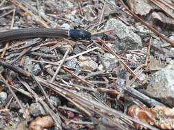 Image of Kinkelin Graceful Brown Snake