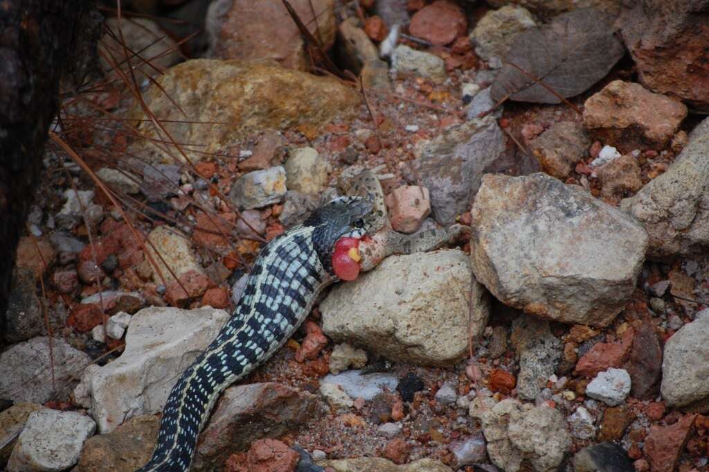 Image of Blackneck Garter Snake