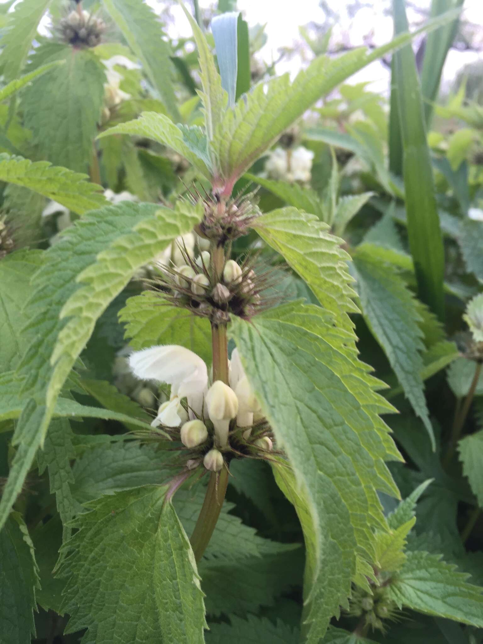 Imagem de Lamium album subsp. barbatum (Siebold & Zucc.) Mennema