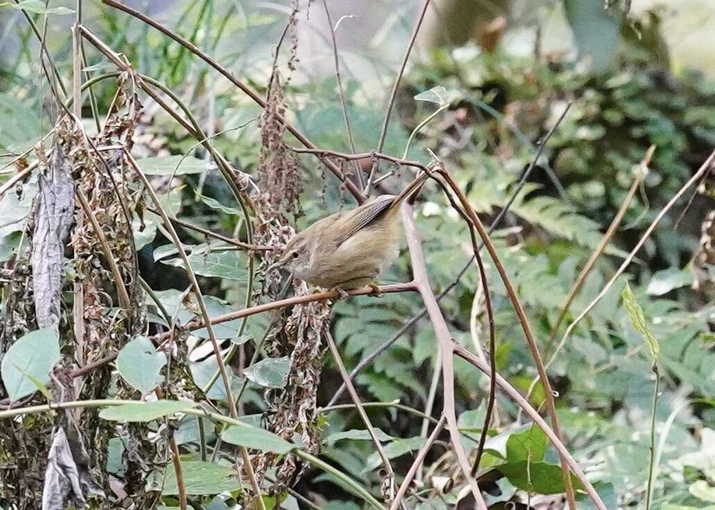 Image of Brown-flanked Bush Warbler