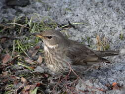 Imagem de Turdus atrogularis Jarocki 1819