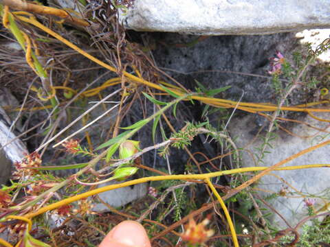 Image of Polygala bracteolata L.