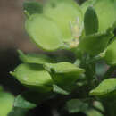 Image of Alyssum foliosum Bory & Chaub.