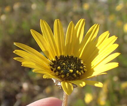 Ursinia anthemoides subsp. anthemoides resmi