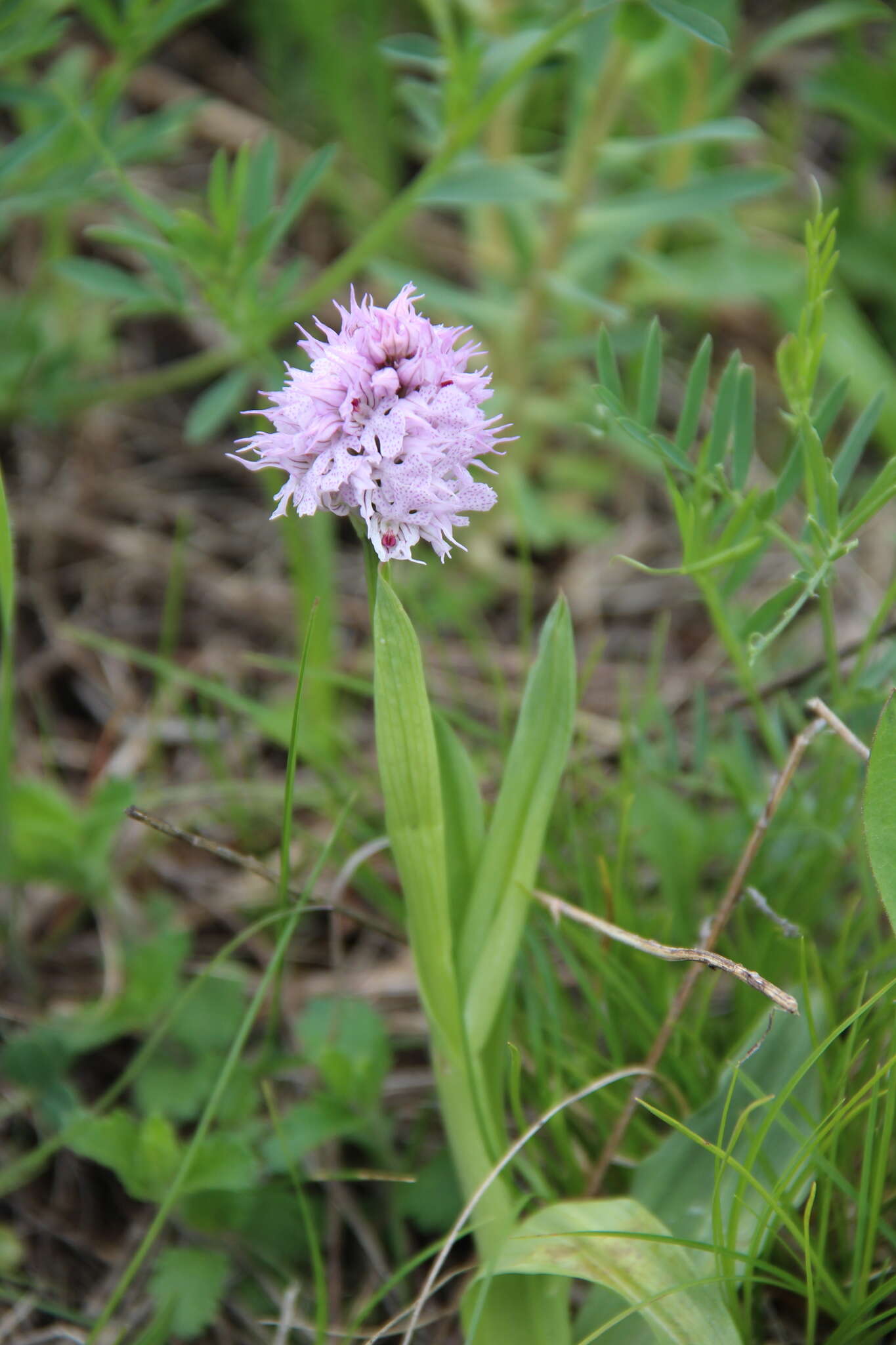 Image de Neotinea tridentata subsp. tridentata