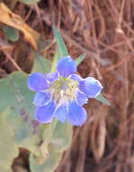 Image of Gentiana laevigata Mart. & Gal.