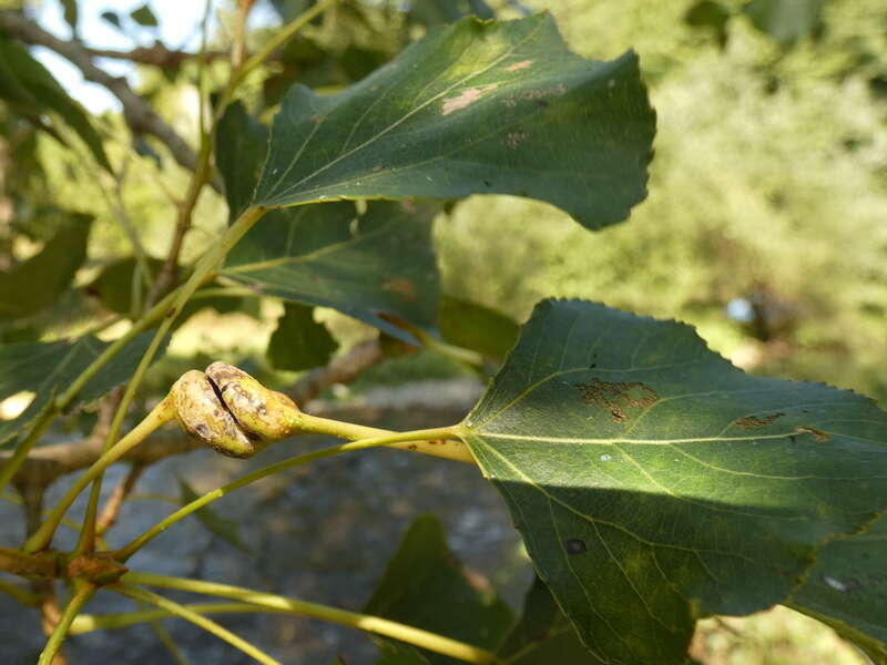 Image of Pemphigus (Pemphigus) spyrothecae