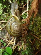 Image de Chilostoma adelozona (Strobel 1857)