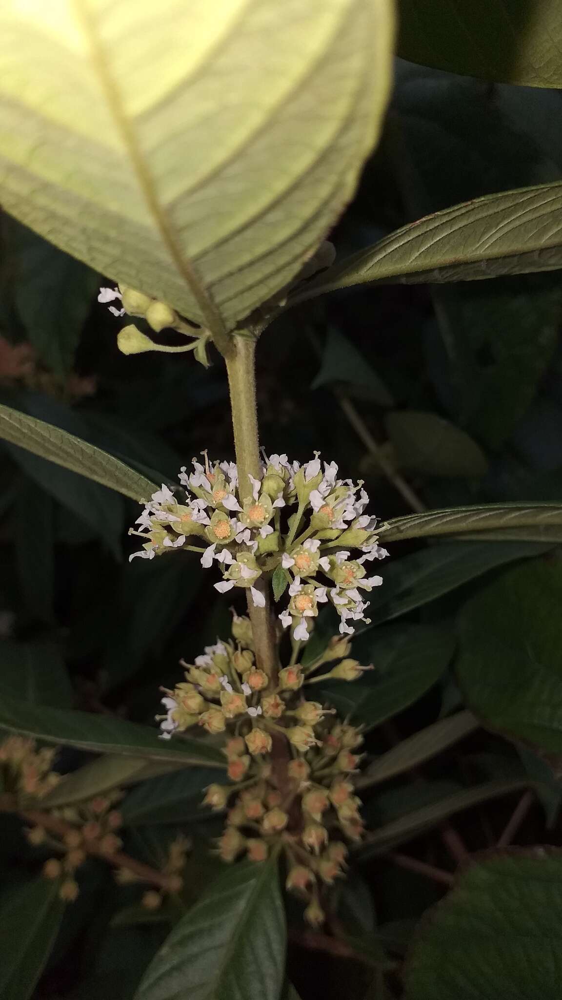 Adenaria resmi