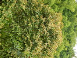 صورة Nectandra reticulata (Ruiz & Pav.) Mez