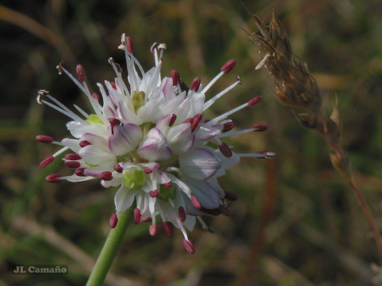 Слика од Allium ericetorum Thore