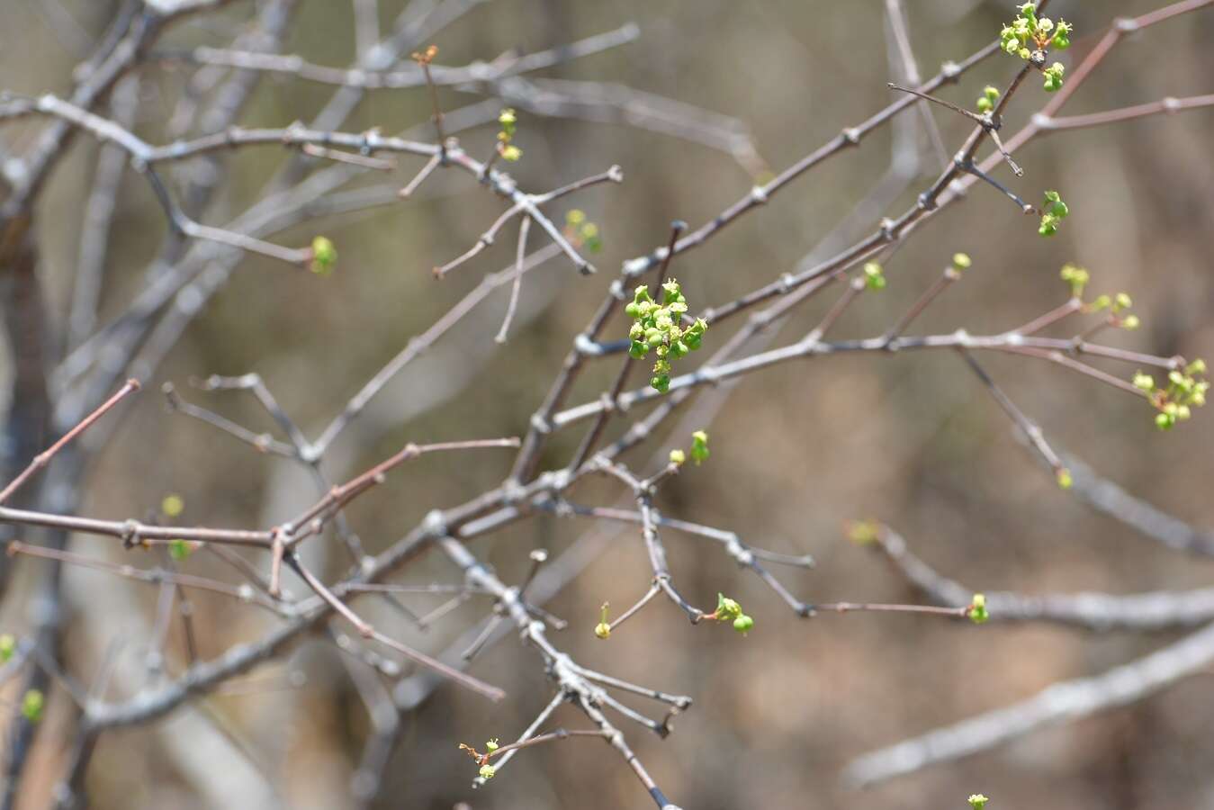 Image de Euphorbia schlechtendalii Boiss.