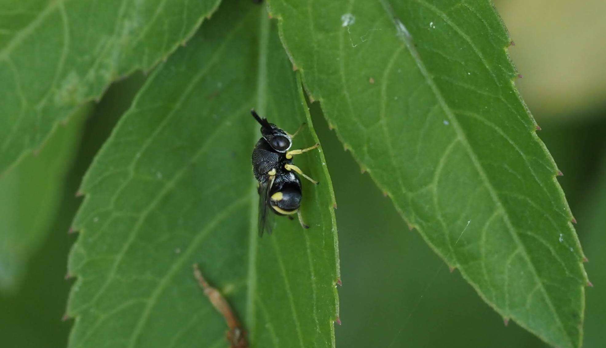 Слика од Brachymeria lasus (Walker 1841)