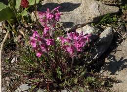 Image of pink lousewort