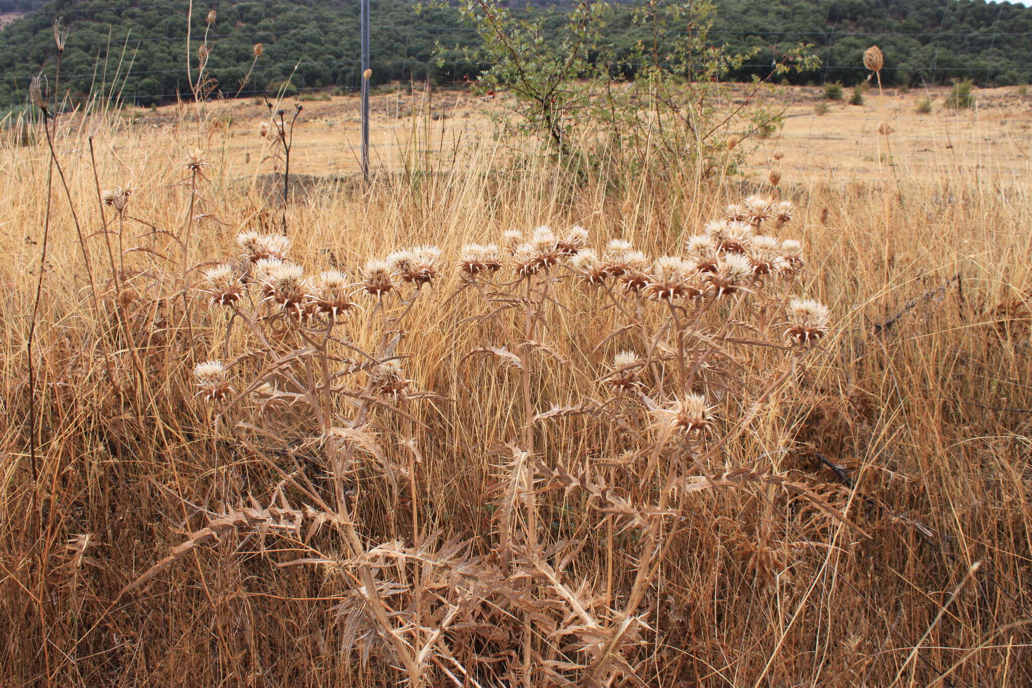 Image of Cynara baetica subsp. baetica