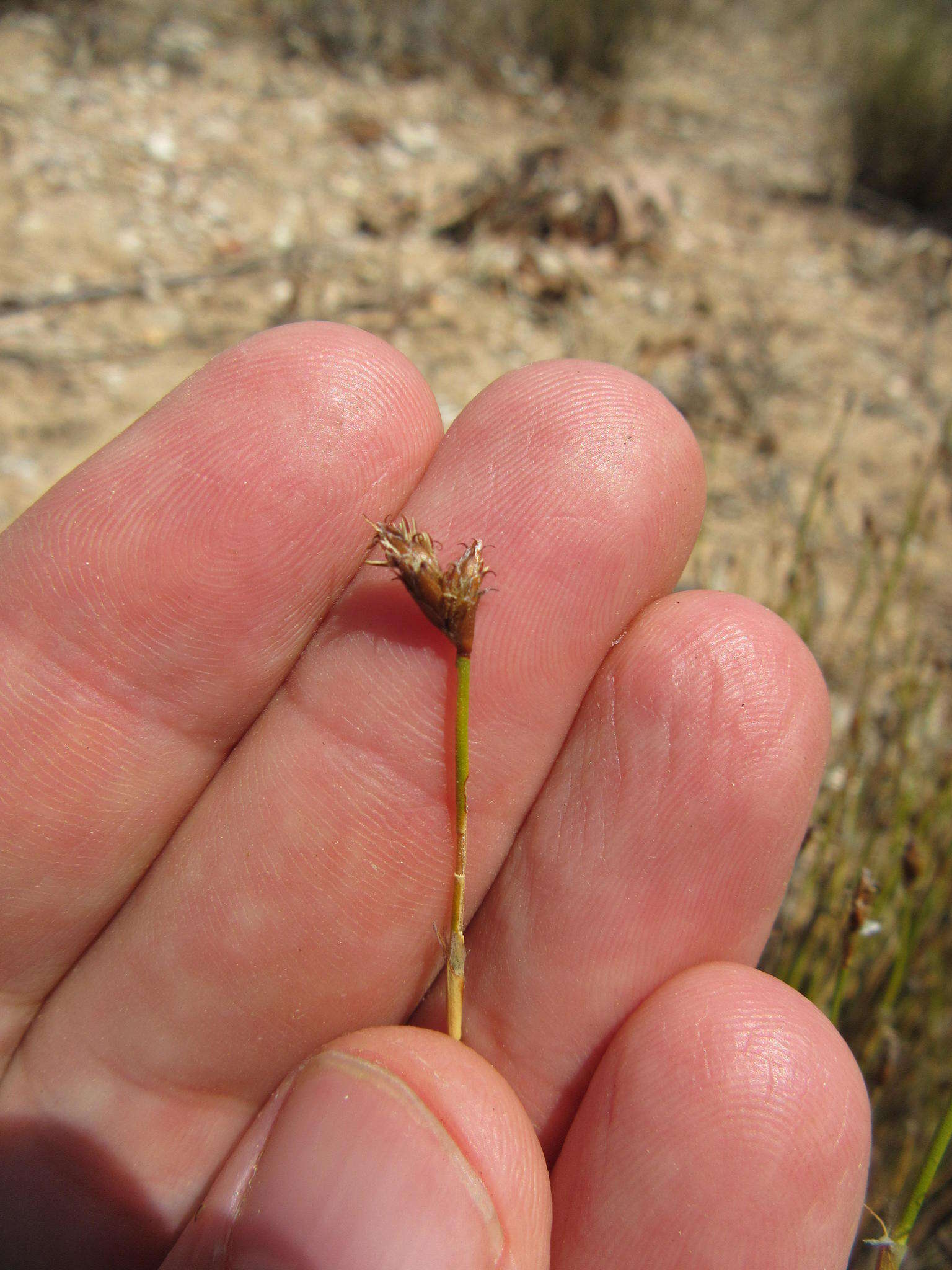 Image of Restio capensis (L.) H. P. Linder & C. R. Hardy