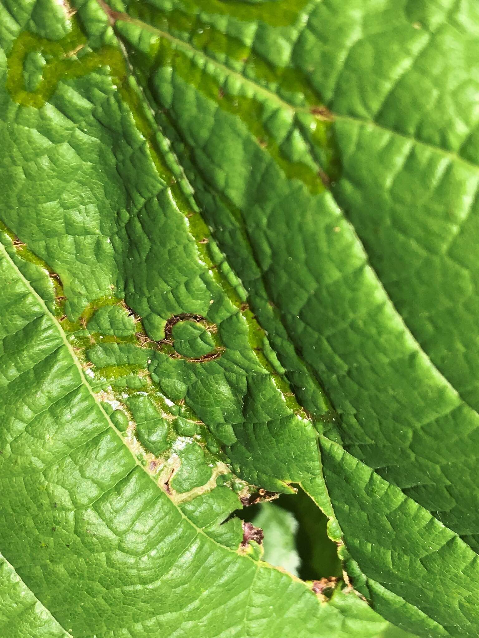 Image of Phyllocnistis vitegenella Clemens 1859