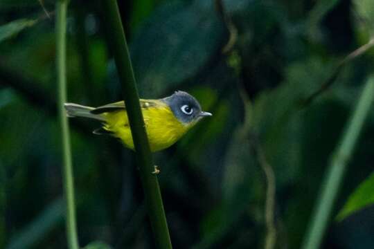 Image of Grey-cheeked Warbler