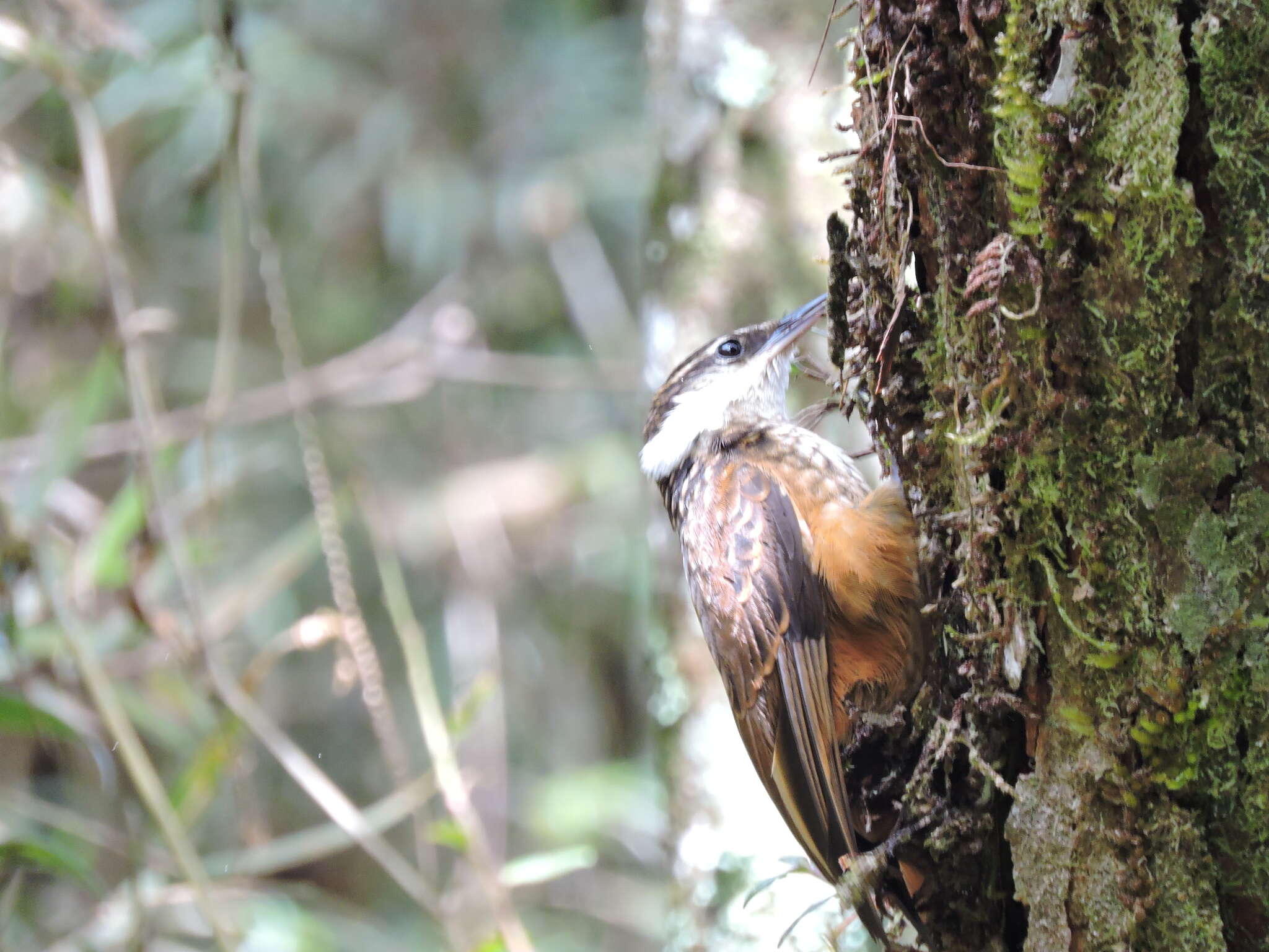 Image of Streaked Tuftedcheek