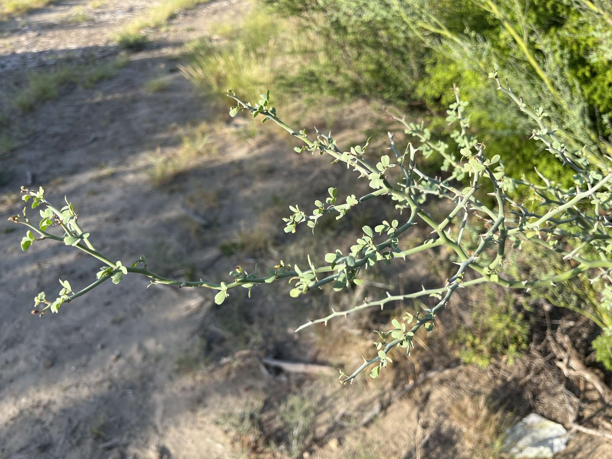 Image of Texas paloverde